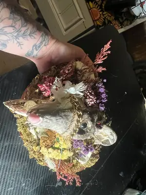 “Eat the rich” possum skull display — view 4