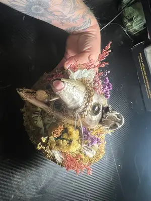 “Eat the rich” possum skull display — view 5