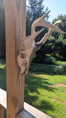Dragon skull — view 4